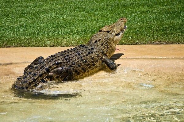 CROCODILE