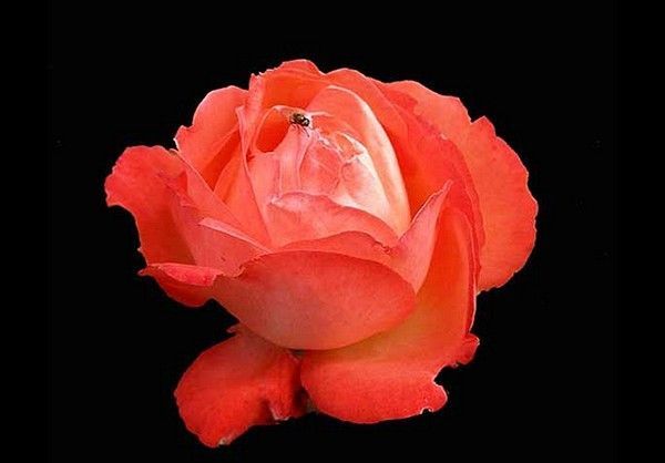 ROSE SUPERBE