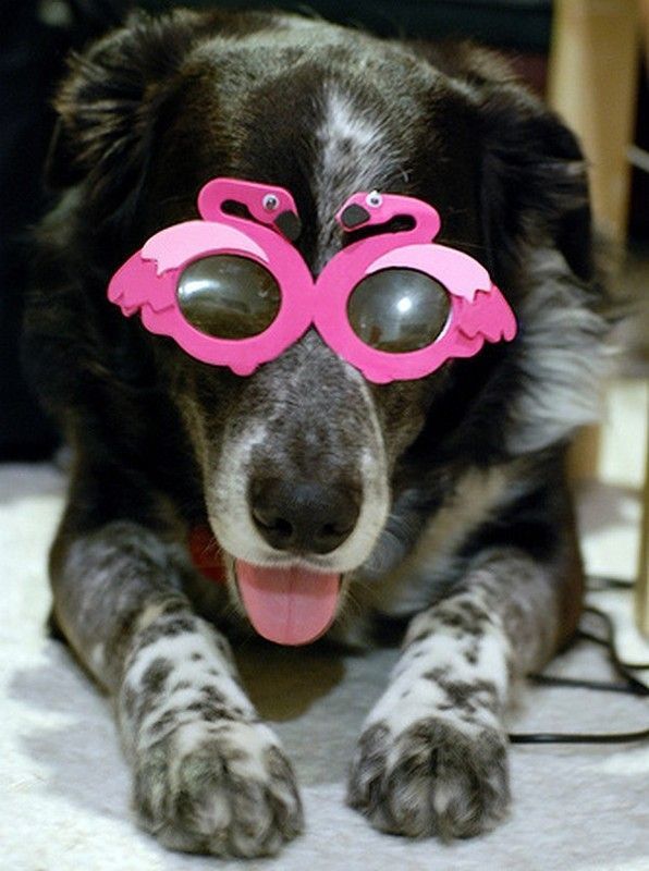 CHIEN LUNETTE