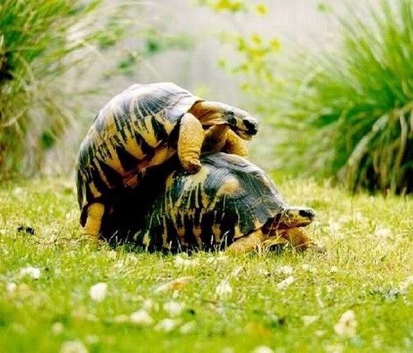 TORTUE