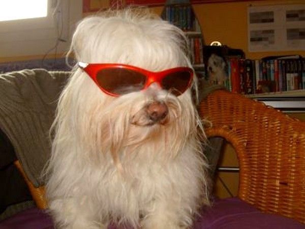 CHIEN LUNETTE