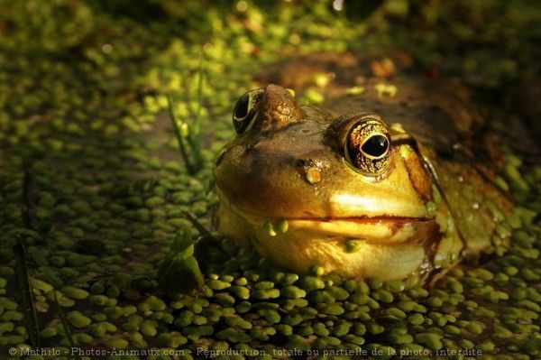 GRENOUILLE