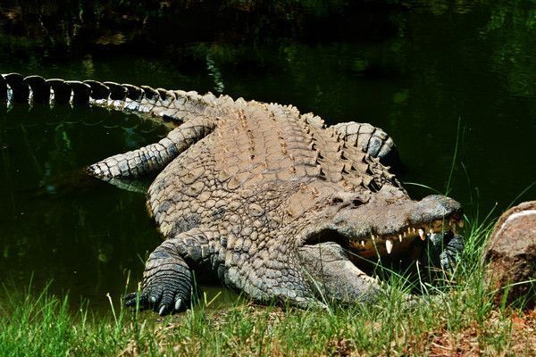 CROCODILE