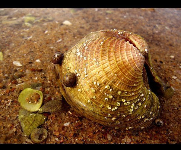 COQUILLIAGE