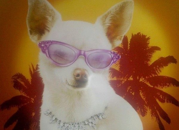 CHIEN LUNETTE