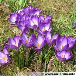 Crocus 24