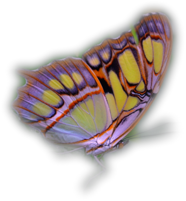 tube papillion