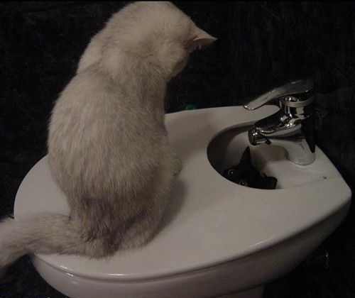 CHAT DE TOILETTE