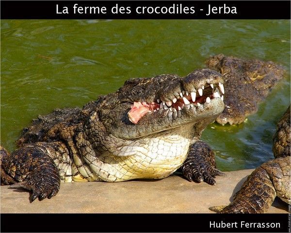 CROCODILE