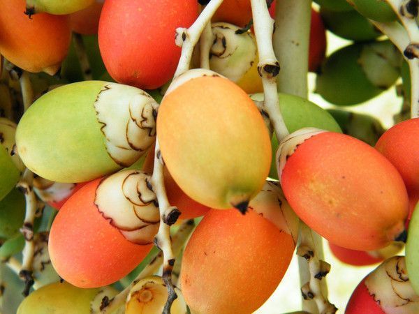 FRUIT DELIRANT LEGUME  PAYSAGE