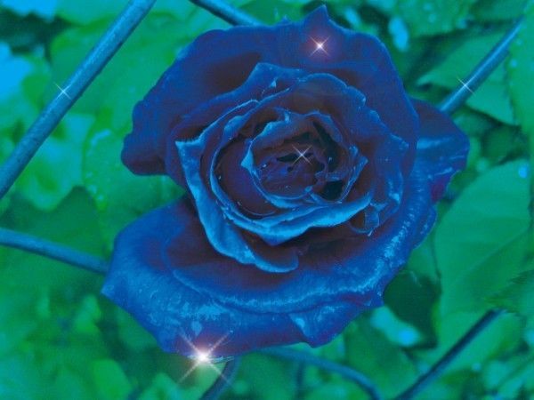 ROSE BLEUE