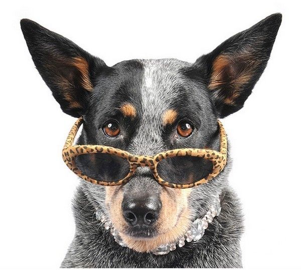 CHIEN LUNETTE