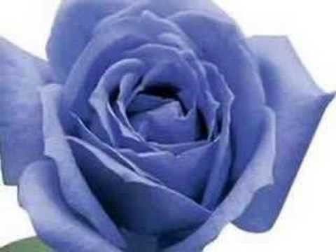 ROSE BLEUE