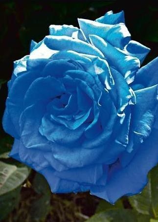 ROSE BLEUE