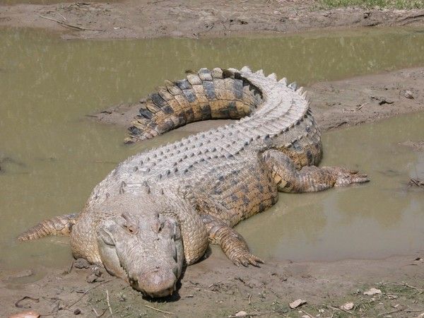 CROCODILE