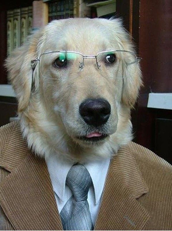 CHIEN LUNETTE