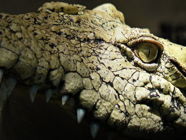 CROCODILE