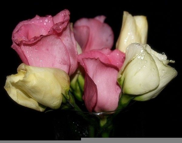 tres jolie rose