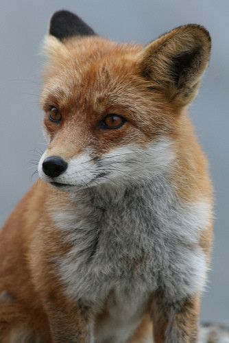 renard