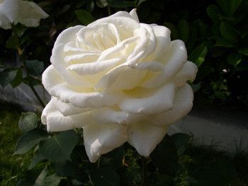 ROSE BLANCHE