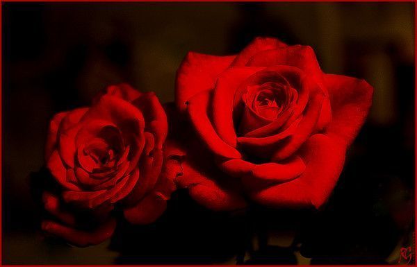 tres jolie rose