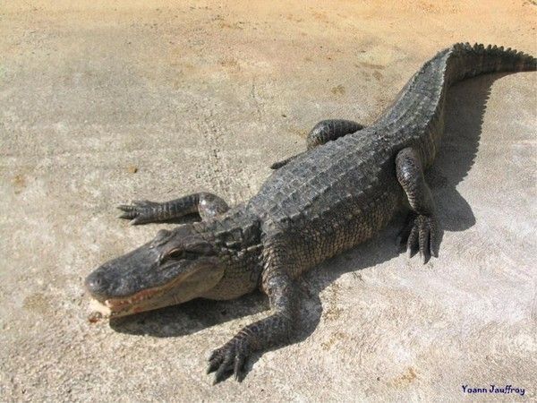 CROCODILE