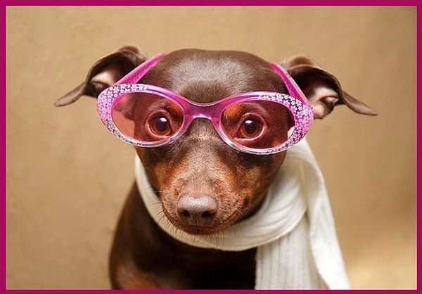 CHIEN LUNETTE