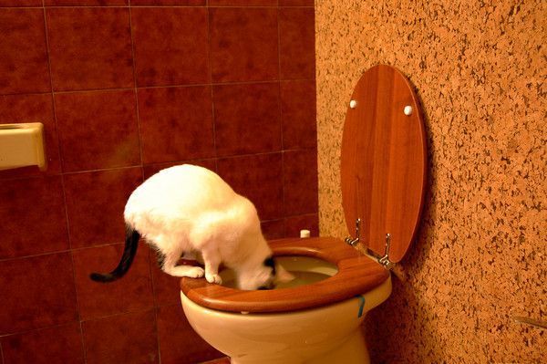 CHAT DE TOILETTE