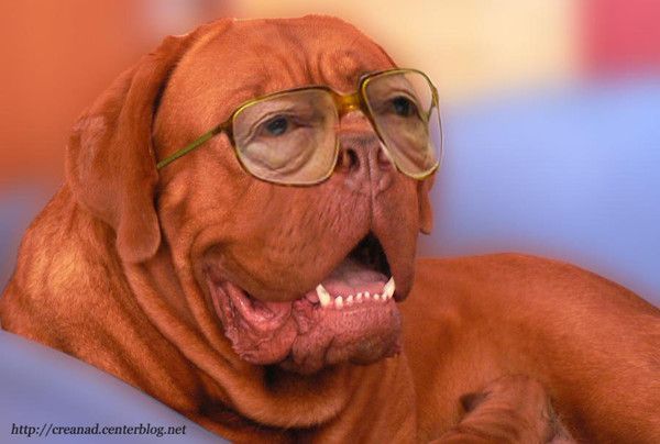 CHIEN LUNETTE