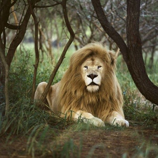 IMAGE LION LIONNE