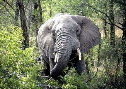 ELEPHANT