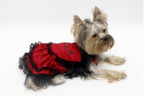 CHIEN COSTUME