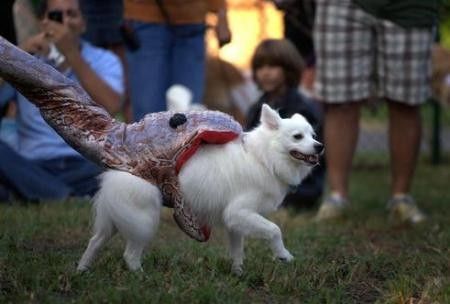 ANIMAUX COSTUME