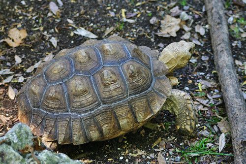 TORTUE