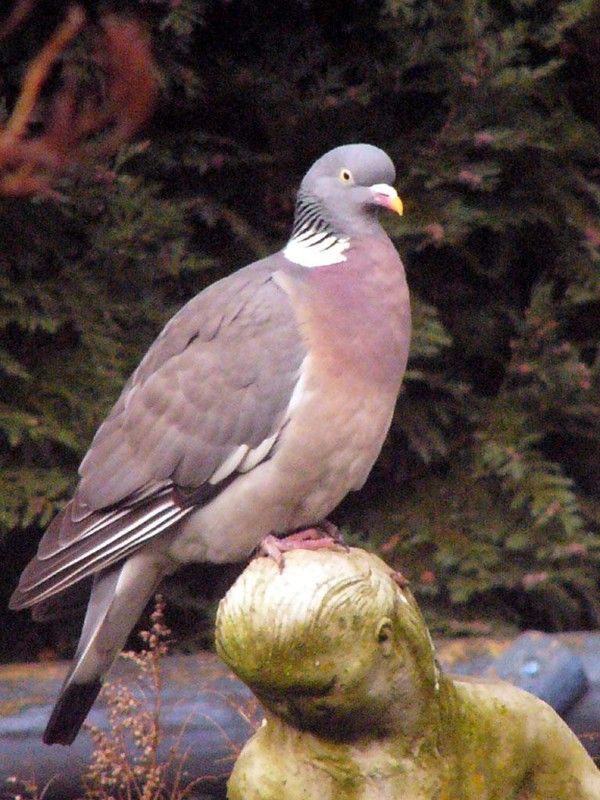 STATUE  PIGEON