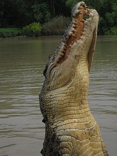 CROCODILE