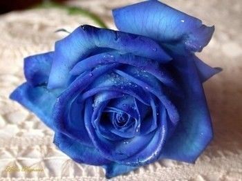 ROSE BLEUE