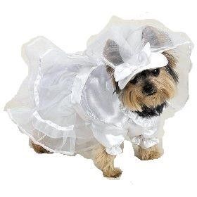 CHIEN COSTUME