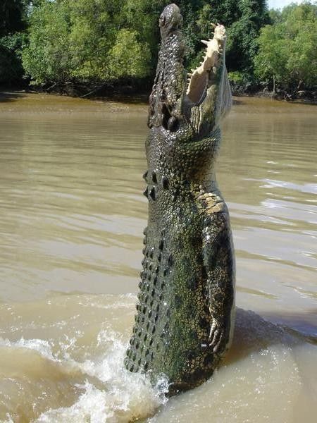 CROCODILE