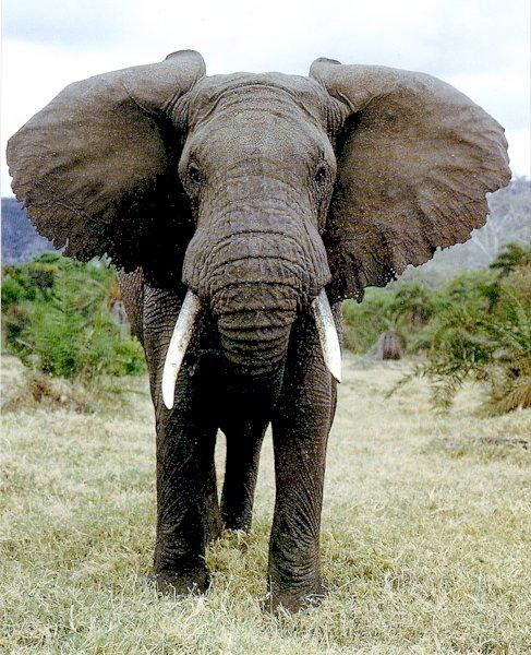 GIF ELEPHANT