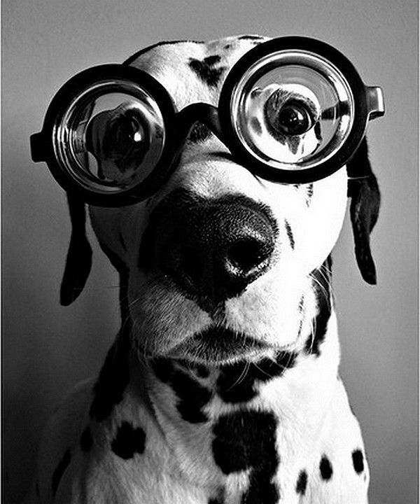 CHIEN LUNETTE