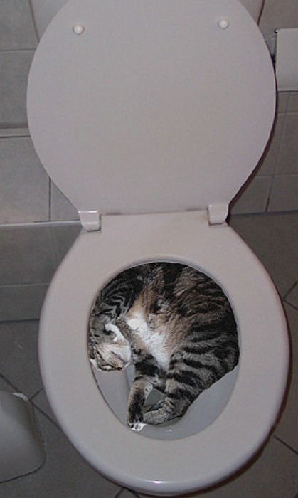 CHAT DE TOILETTE