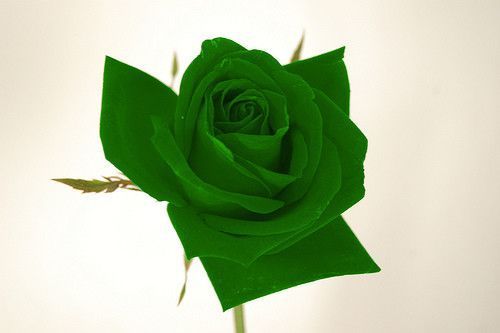 ROSE VERTE