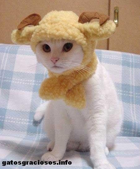 ANIMAUX COSTUME