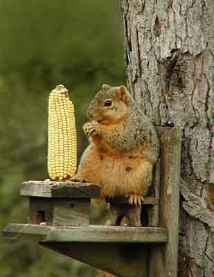 ANIMAUX COMIQUE