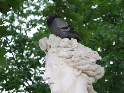 STATUE  PIGEON