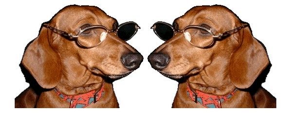 CHIEN LUNETTE