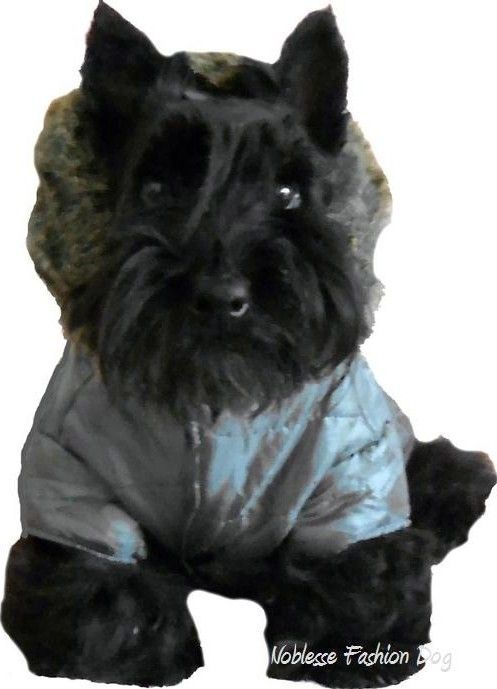 CHIEN COSTUME