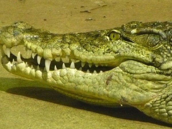 CROCODILE