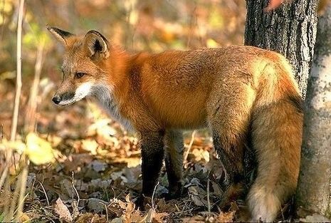 renard